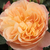 Oranžna - Nostalgična vrtnica - Natalija™